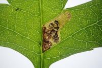 Stigmella perpygmaeella