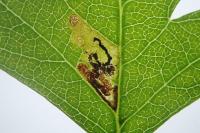 Stigmella perpygmaeella