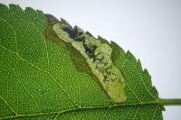 Ectoedemia spinosella