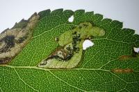 Ectoedemia spinosella