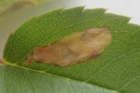 Coptotriche angusticollella