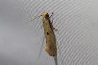Tinea trinotella