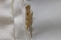 Ypsolopha alpella
