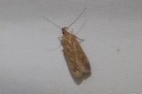 Helcystogramma triannulella