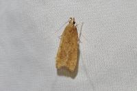Helcystogramma lutatella