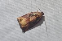 Archips podana