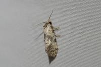 Cochylis molliculana