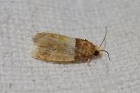 Epinotia festivana