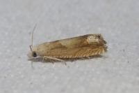 Eucosma conterminana