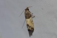 Spilonota ocellana