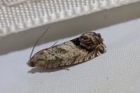 Cydia splendana