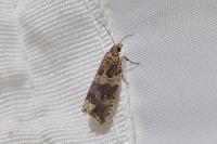Celypha cespitana