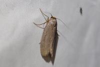 Achroia grisella