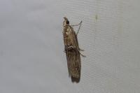 Nephopterix angustella