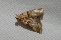 Acrobasis tumidana