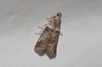 Acrobasis consociella