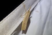 Chilo phragmitellus