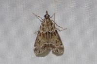 Eudonia mercurella