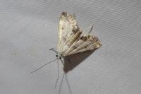 Cataclysta lemnata