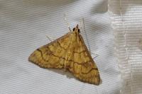 Anania verbascalis