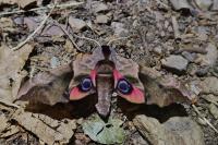 Smerinthus ocellatus