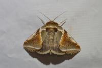Habrosyne pyritoides