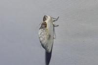 Cilix glaucata