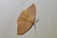 Watsonalla uncinula