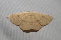 Cyclophora puppillaria