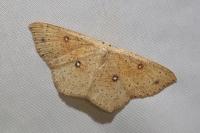 Cyclophora porata
