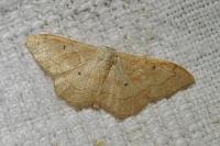 Idaea rubraria