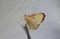 Euchoeca nebulata