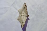 Macaria alternata