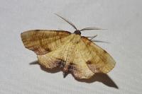 Plagodis dolabraria