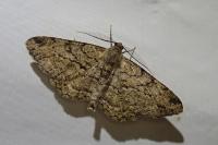 Peribatodes rhomboidaria