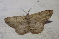 Hypomecis punctinalis