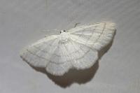 Cabera pusaria