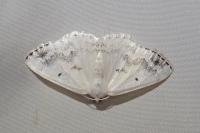 Lomographa temerata