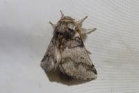 Thaumetopoea processionea