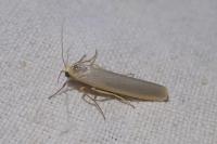 Eilema caniola