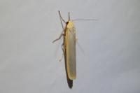 Manulea complana
