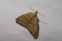 Herminia grisealis