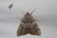 Catocala promissa