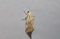 Eublemma ostrina
