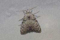 Meganola strigula