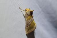 Diachrysia chrysitis