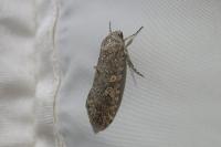 Spodoptera exigua