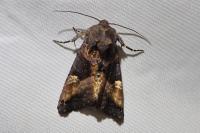 Euplexia lucipara