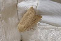 Mythimna sicula