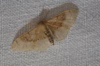 Idaea degeneraria